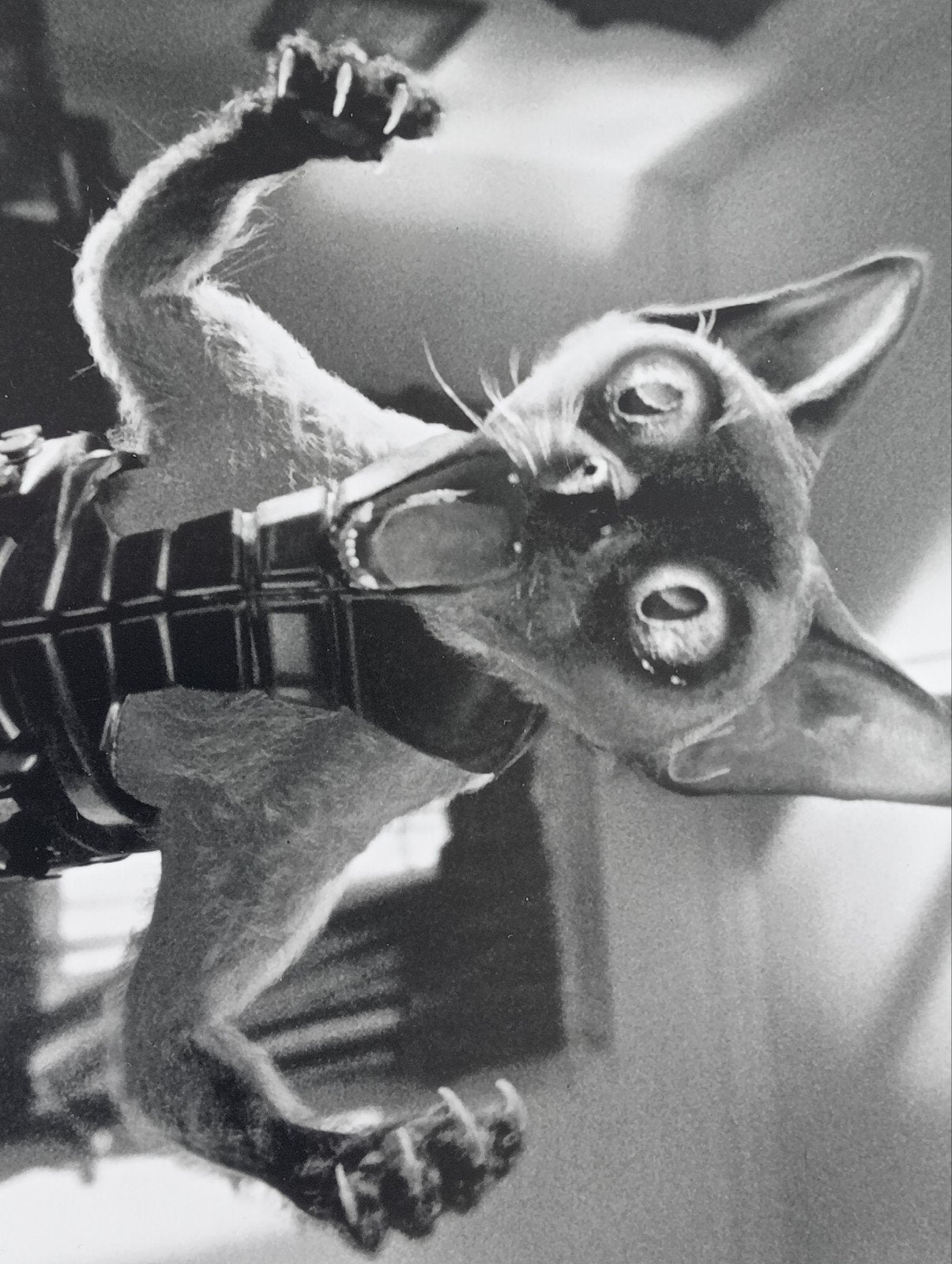 Cats & Dogs filmfoto - Siamese kat in harnas, 1980 tot heden, Foto, Ophalen of Verzenden, Zo goed als nieuw