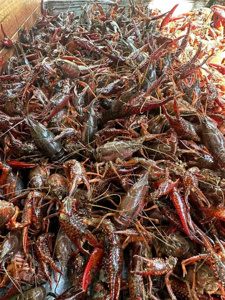 rivierkreeft, crayfish, crawfish, Watersport en Boten, Ophalen, Nieuw, Overige typen