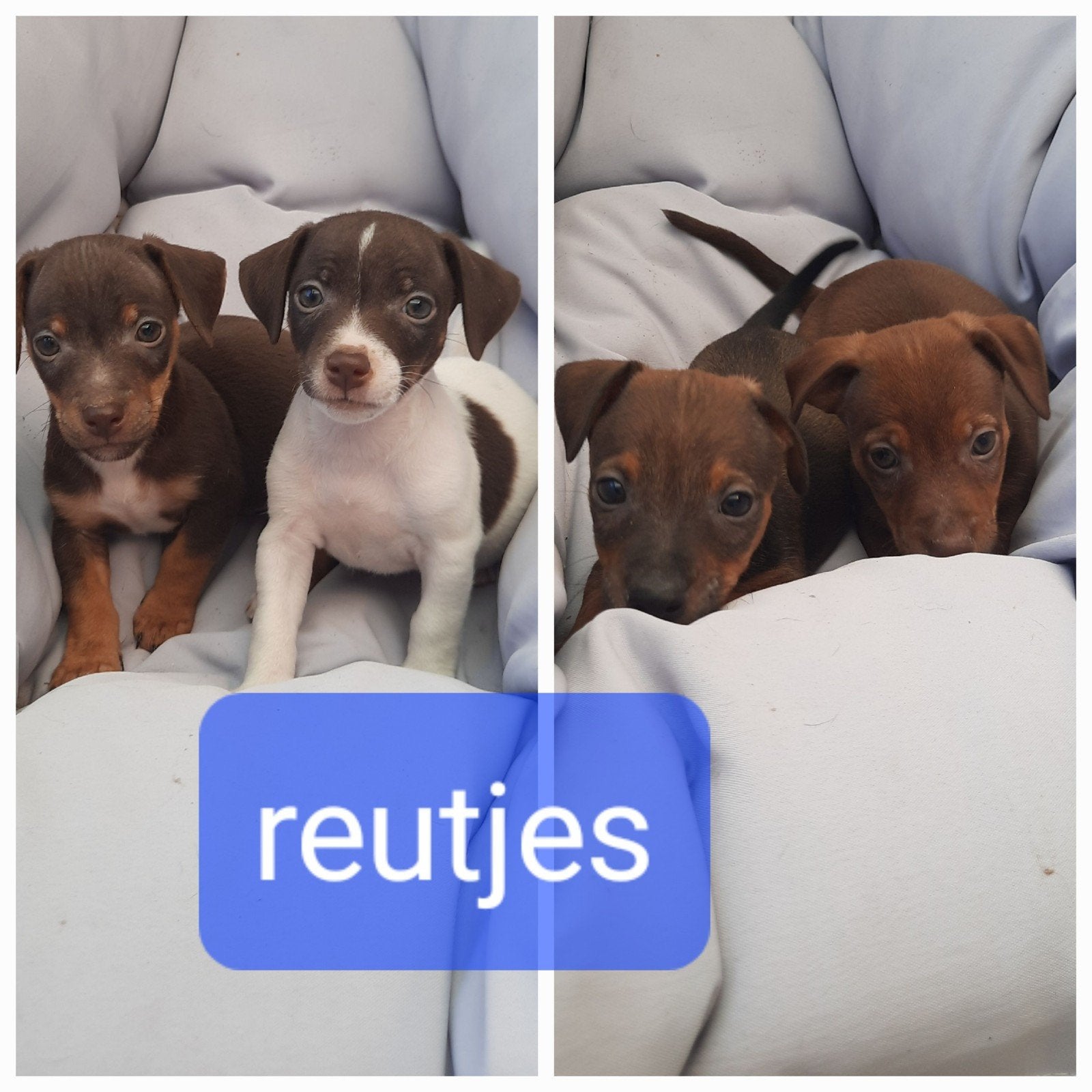 jack russel pups reutjes, Dieren en Toebehoren, Honden | Jack Russells en Terriërs, Parvo, Jack Russell Terriër, 8 tot 15 weken