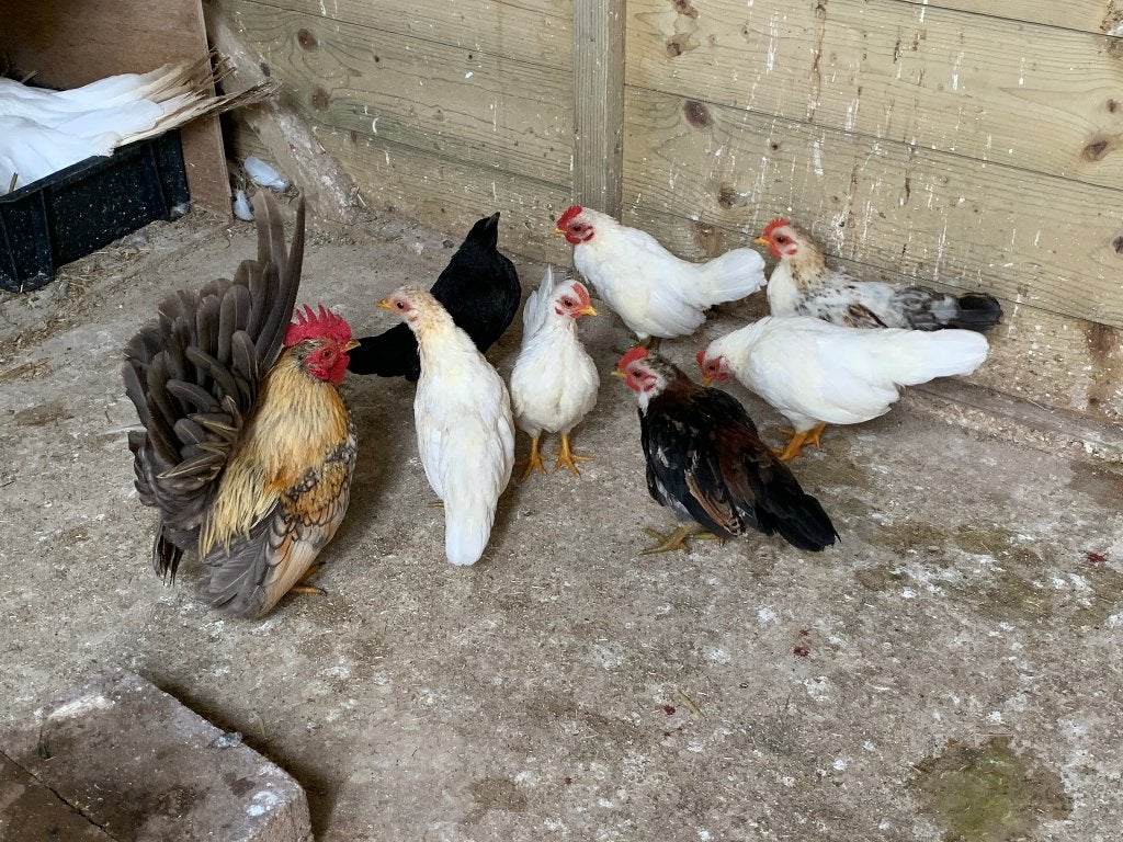 Serama’s van dit jaar, Dieren en Toebehoren, Meerdere dieren, Kip