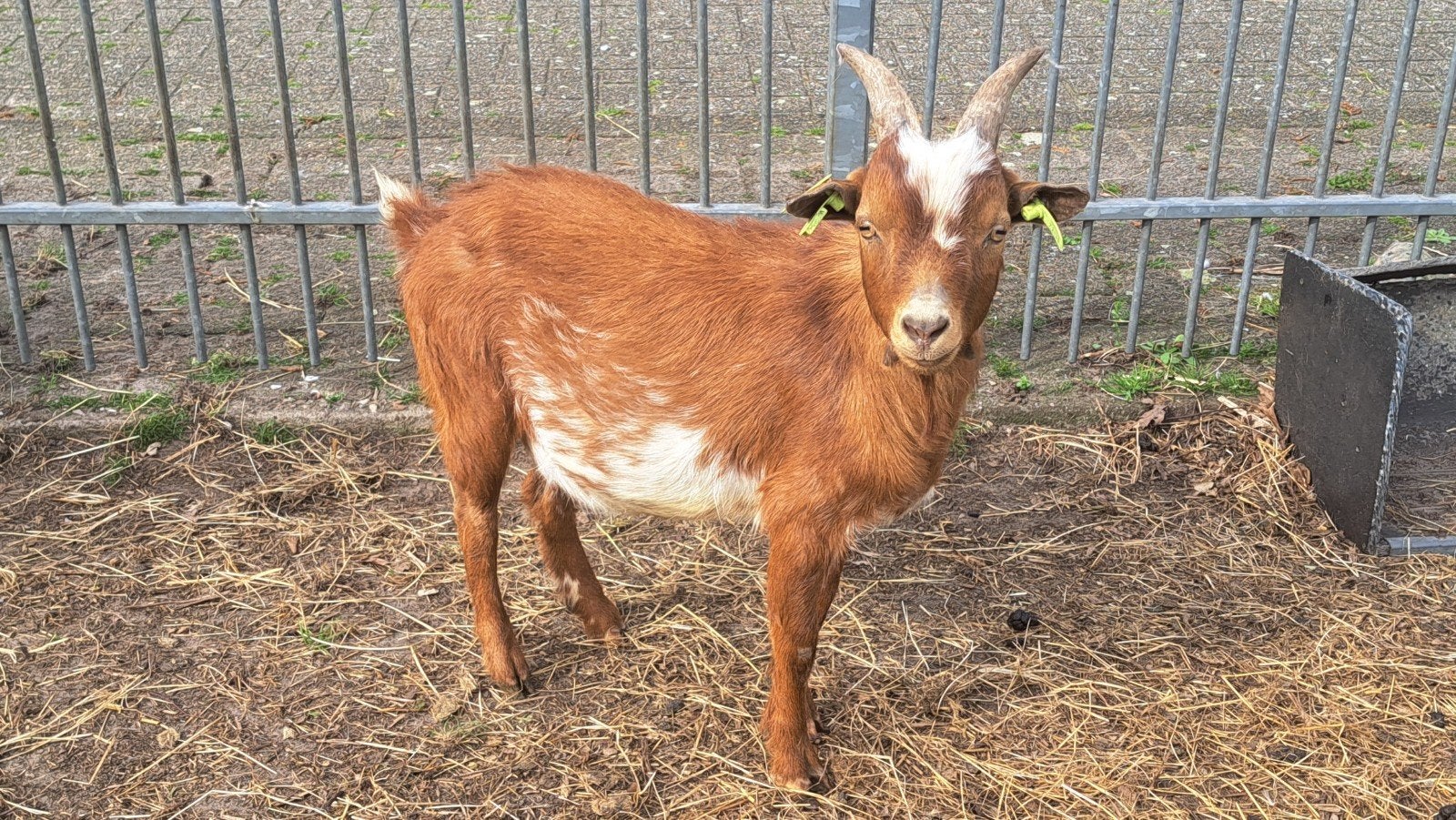 dwergbok met 1 maanvlek, Dieren en Toebehoren, Schapen, Geiten en Varkens, Mannelijk, Geit