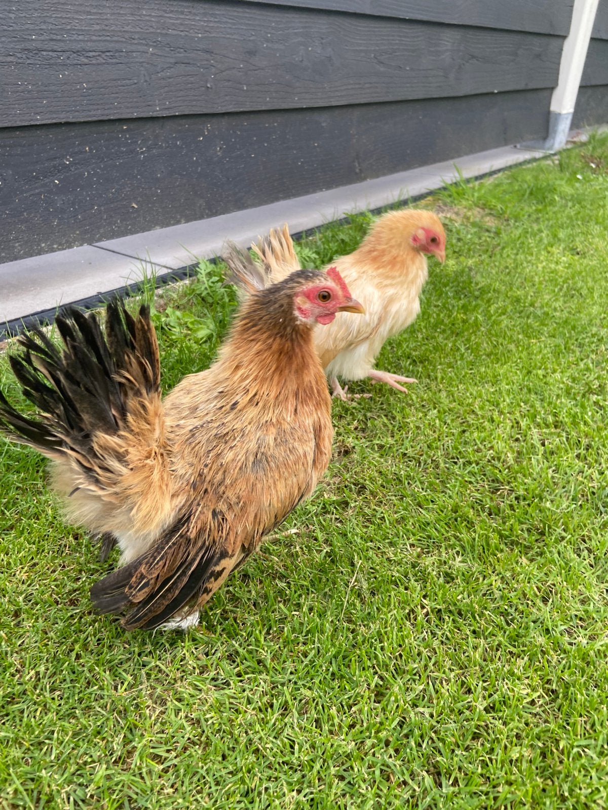 Serama trio zijdeveer, Dieren en Toebehoren, Meerdere dieren, Kip