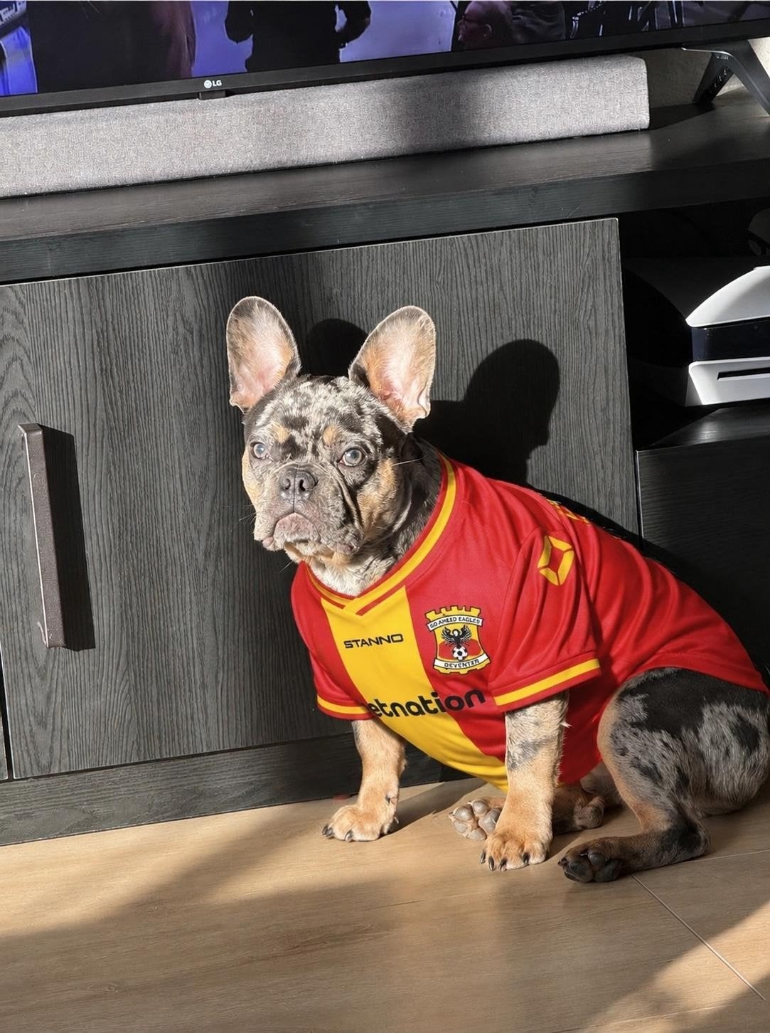 Frans bulldog met lelijkste K*T egelshirt, Ophalen of Verzenden