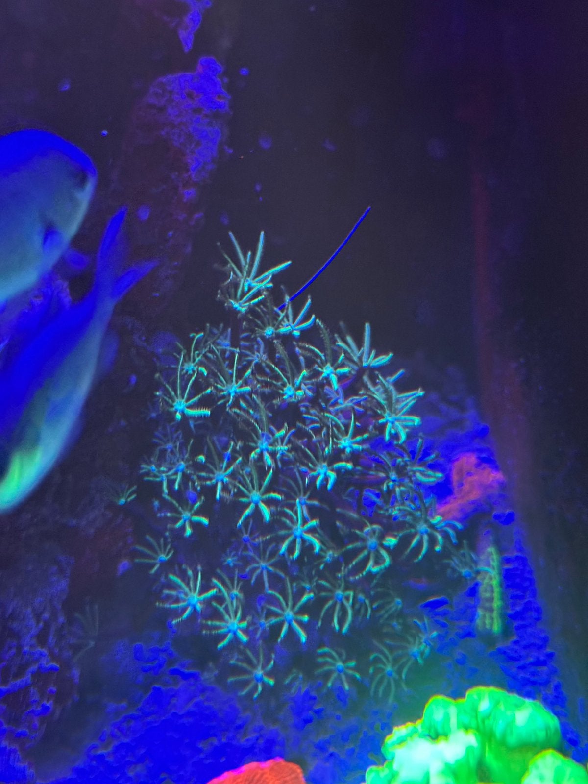 Orgelpijp koraal 20 euro clavularia, Dieren en Toebehoren, Vissen | Aquariumvissen, Overige typen