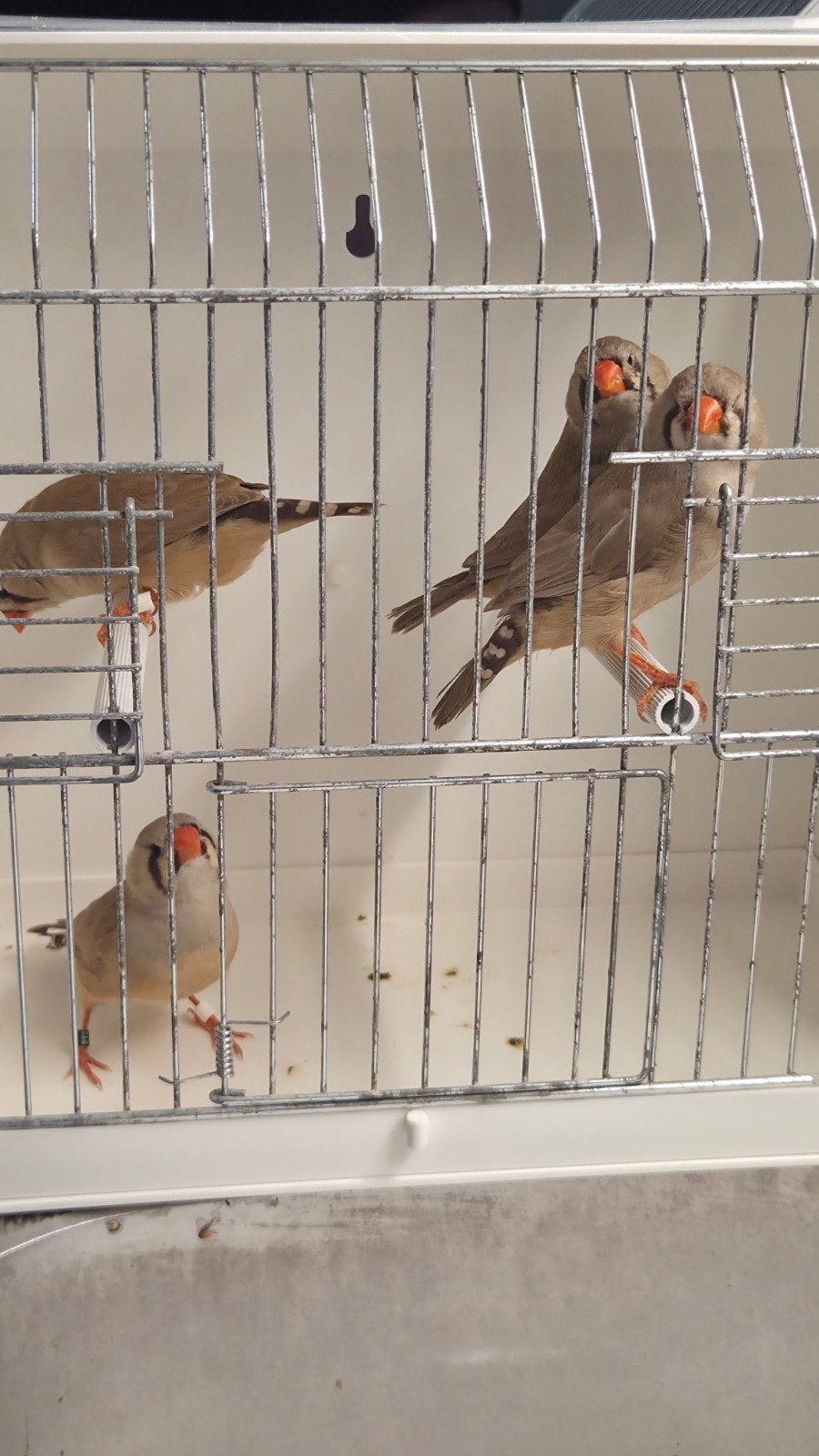 Bruine Zebravinken koppels, Dieren en Toebehoren, Meerdere dieren