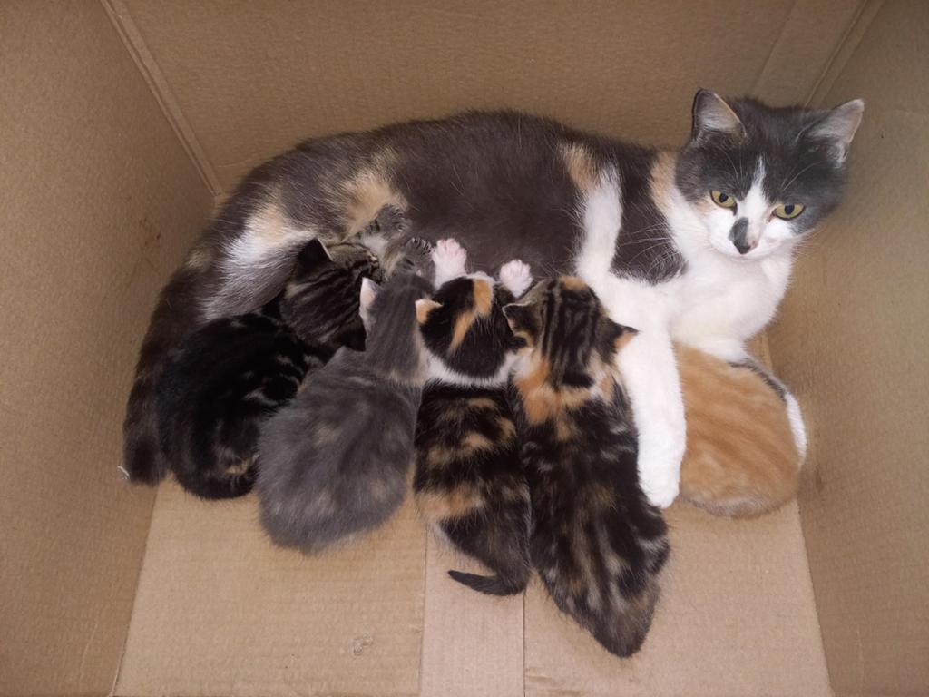 Kittens rood grijs lapjes en cypres, Dieren en Toebehoren, Meerdere dieren