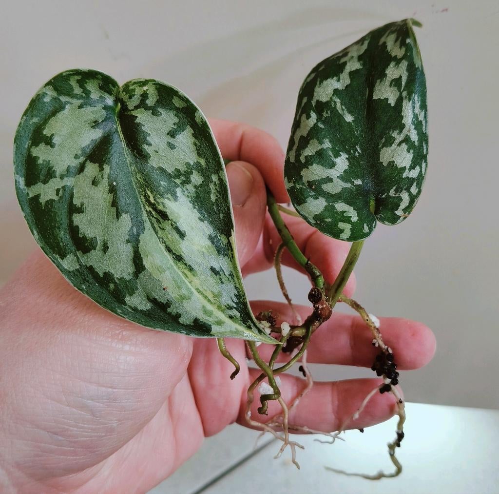 Scindapsus mayari variegata stek 2, Ophalen of Verzenden, Halfschaduw, Minder dan 100 cm