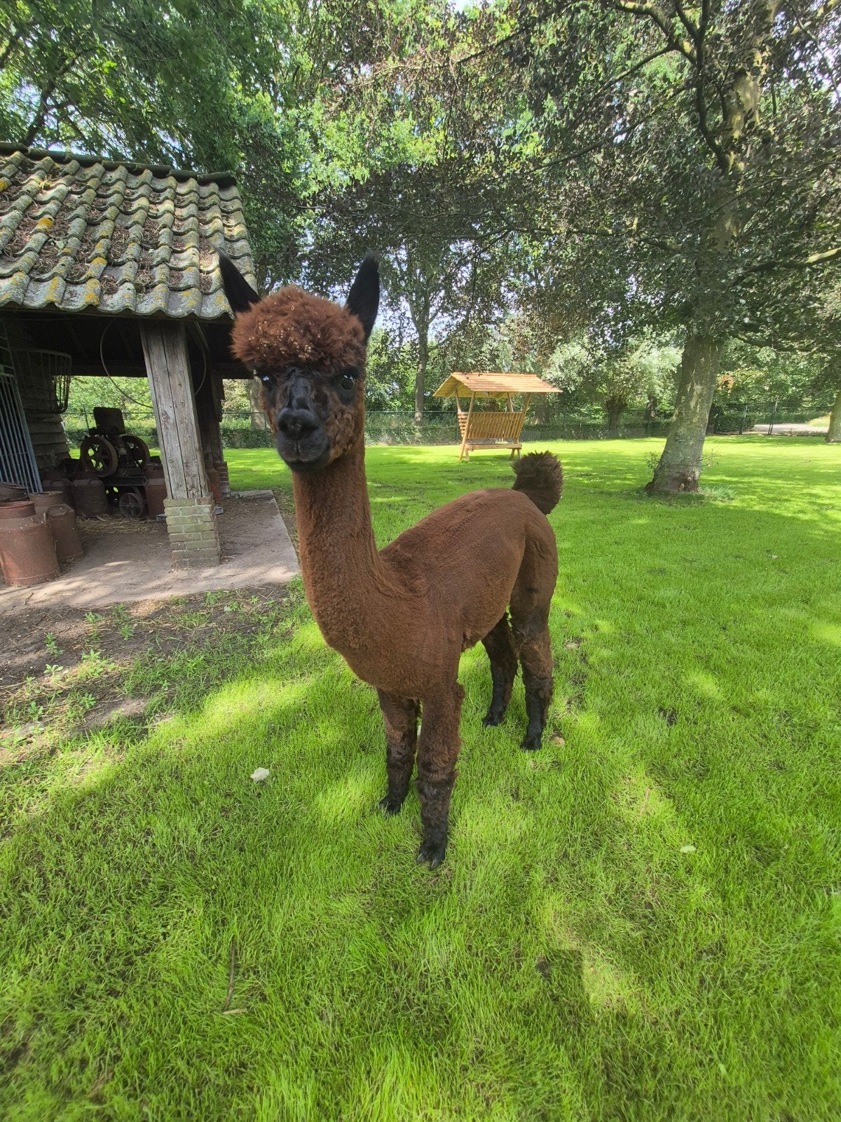 Alpaca hengst bruin uit 2025, Augustus, Mannelijk