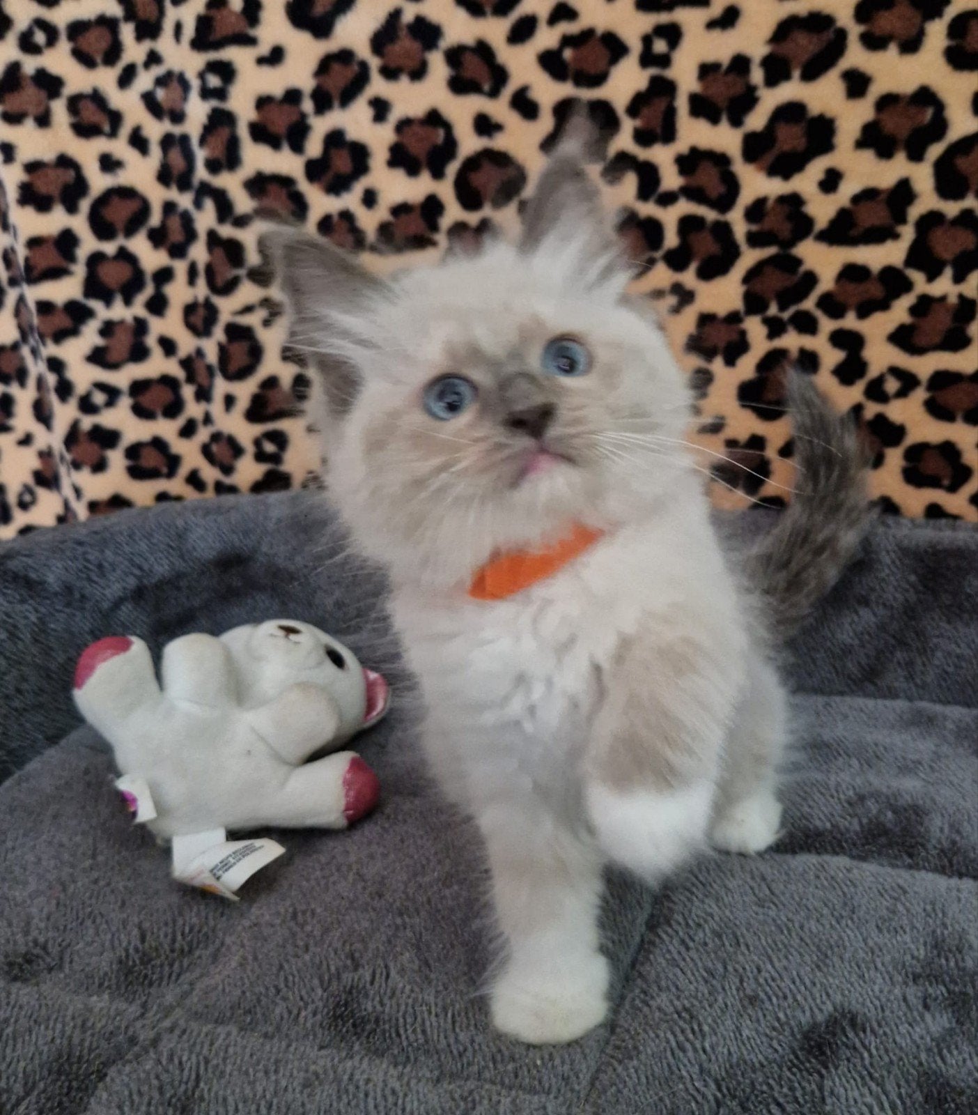 raszuiver ragdoll meisje mag verhuizen, Dieren en Toebehoren, Katten en Kittens | Raskatten | Langhaar, Poes, Ontwormd, 0 tot 2 jaar