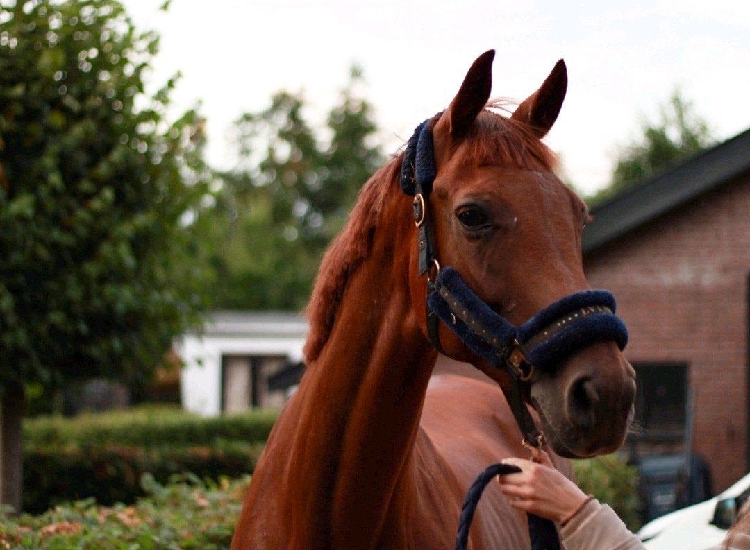Lieve Z2 KWPN merrie Utopialijn, Dieren en Toebehoren, Merrie, Met stamboom, Z, Dressuurpaard