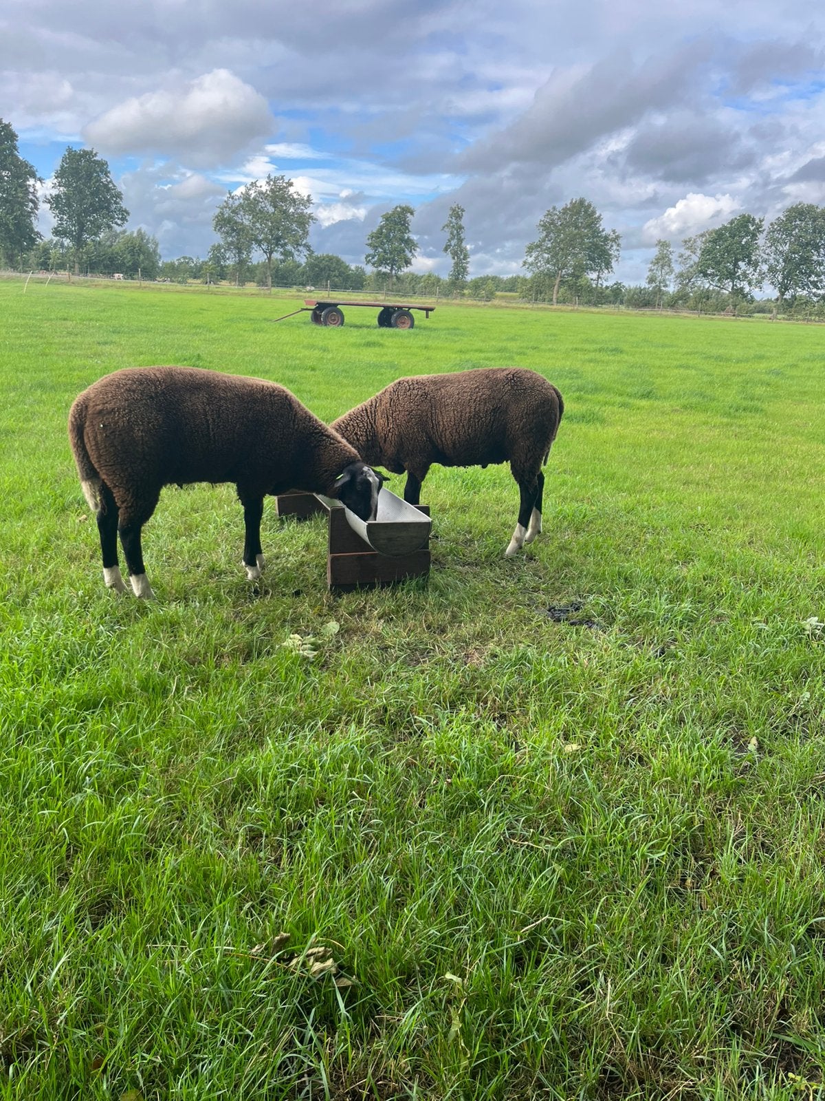 Zwartbles rammen