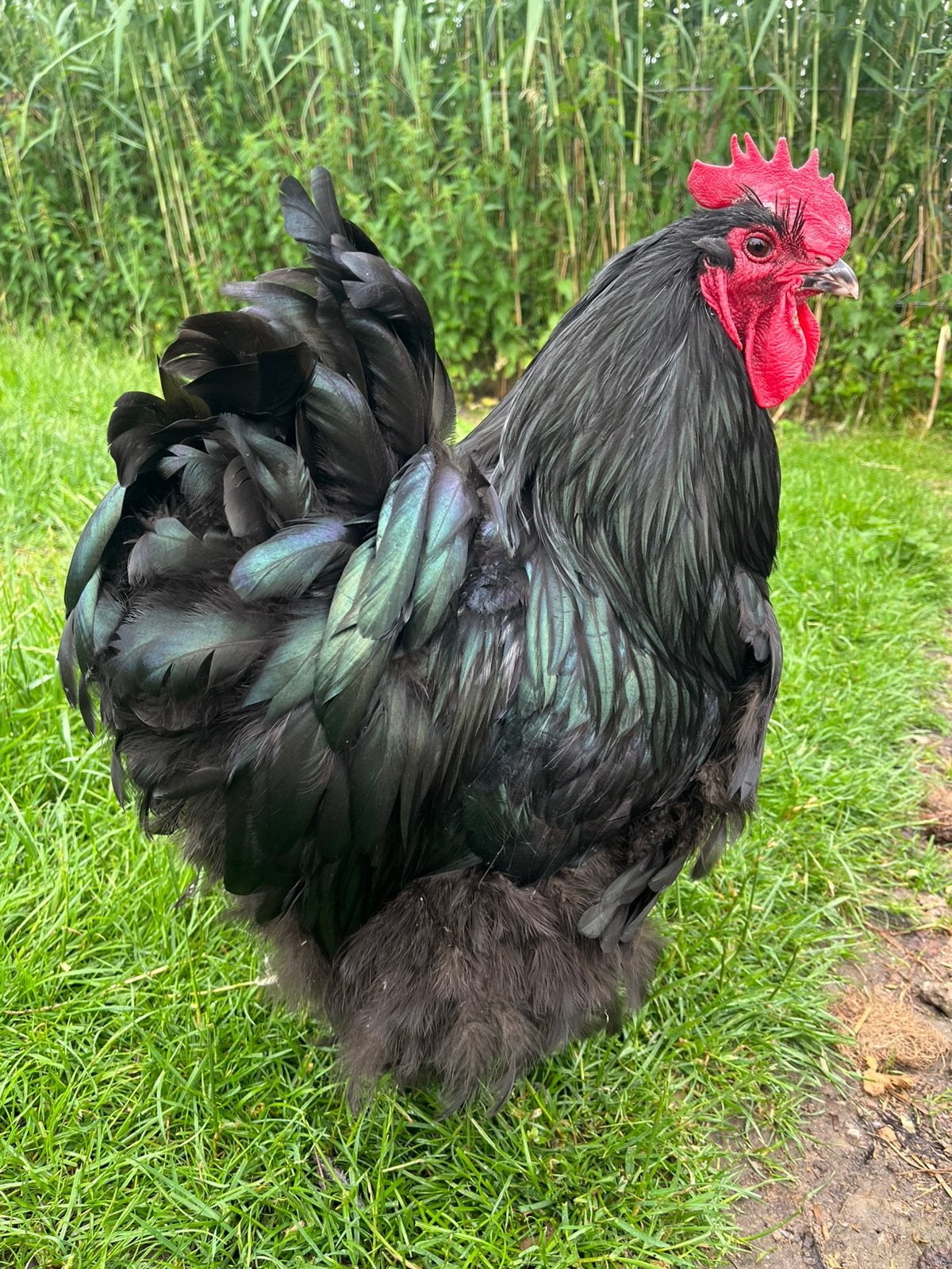 Zwarte Orpington groot haan, Dieren en Toebehoren, Pluimvee, Kip, Mannelijk