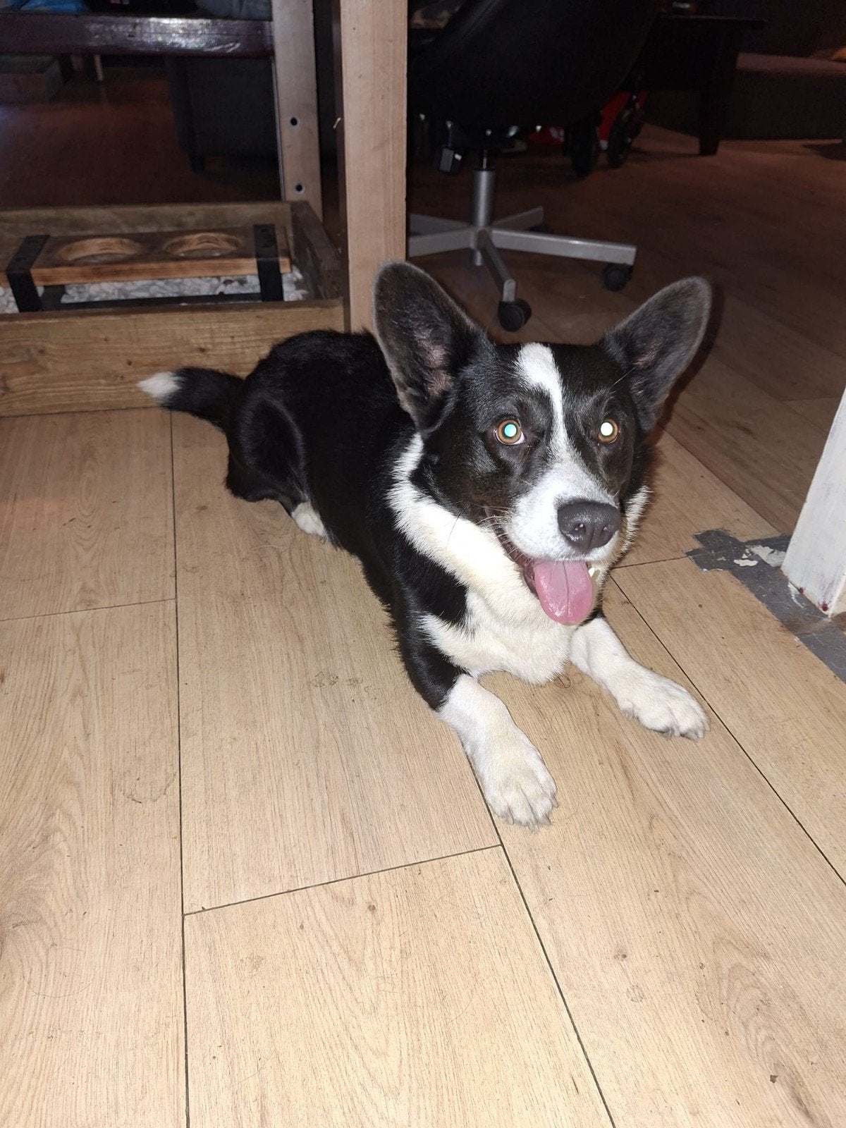 Welsh Corgi Cardigan te koop, Reu, CDV (hondenziekte), 1 tot 2 jaar, Eén hond