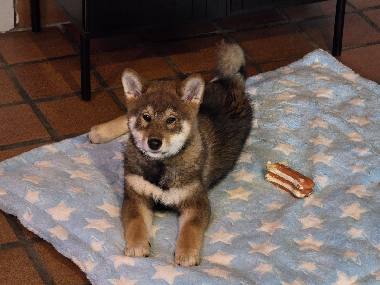 Shiba inu reu sesam - 9 weken, België, Fokker | Hobbymatig, Reu, CDV (hondenziekte)
