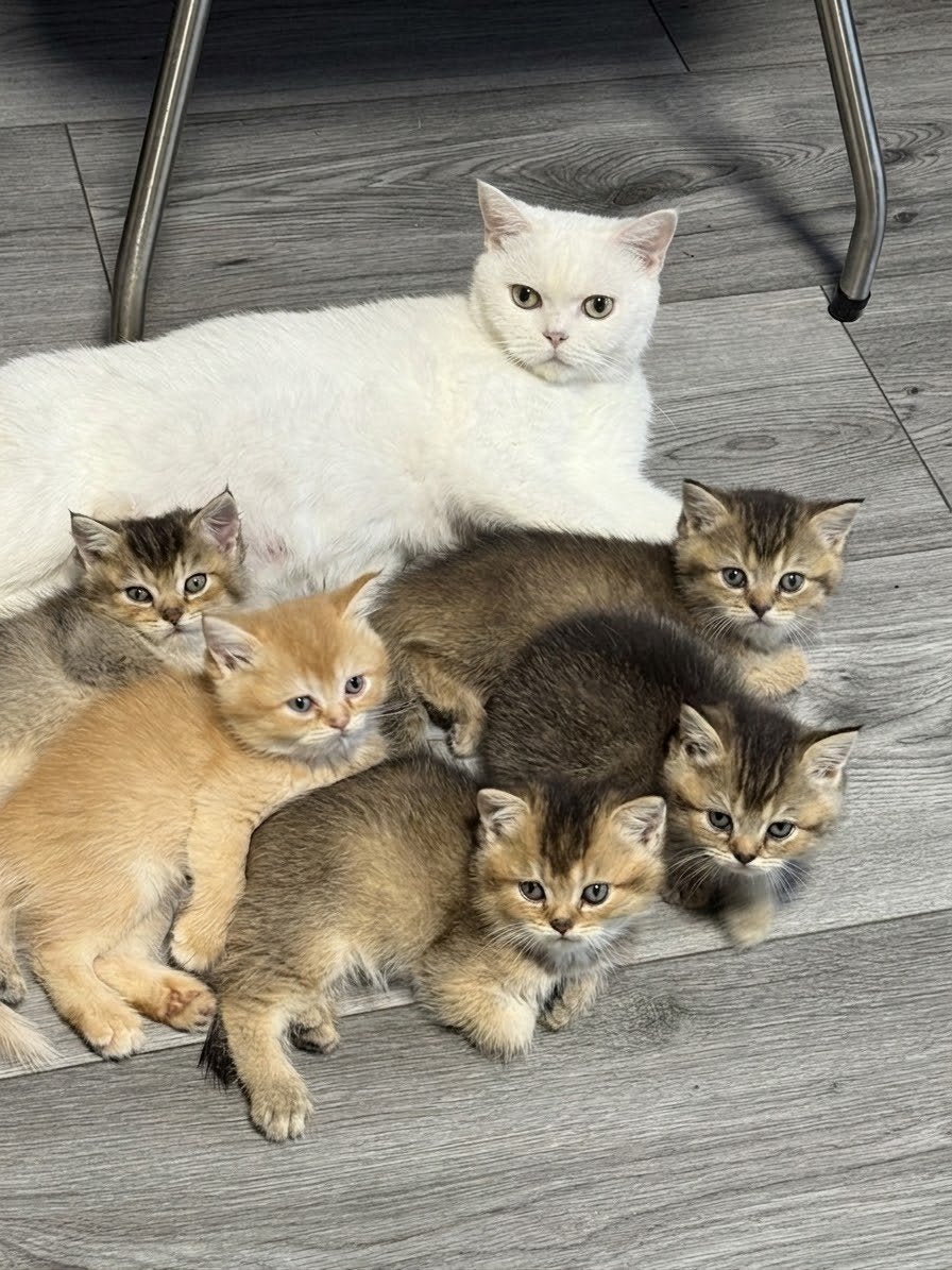 Schattig britse korthaar kittens, Dieren en Toebehoren, Meerdere dieren