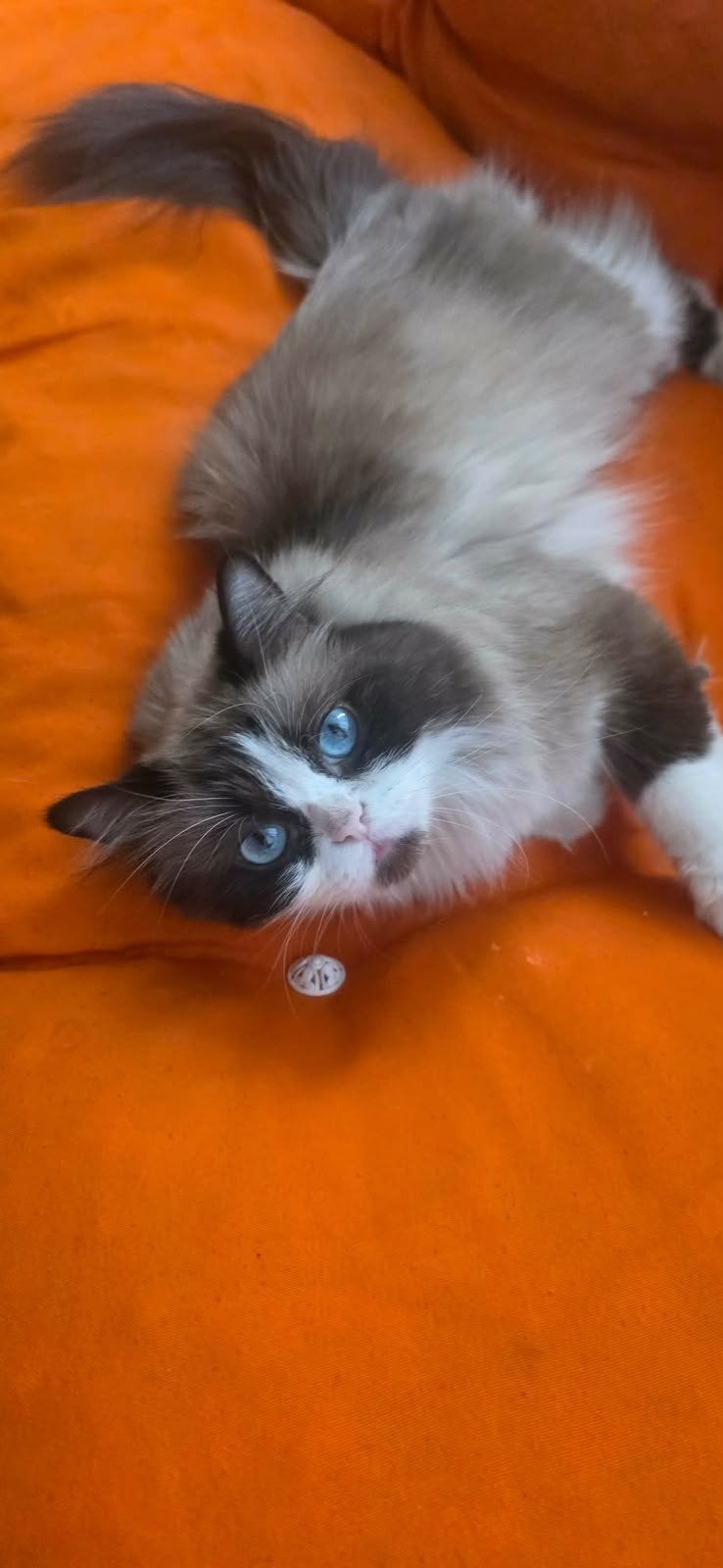 prachtige honey wil een baasje, Poes, Langharig, 0 tot 2 jaar