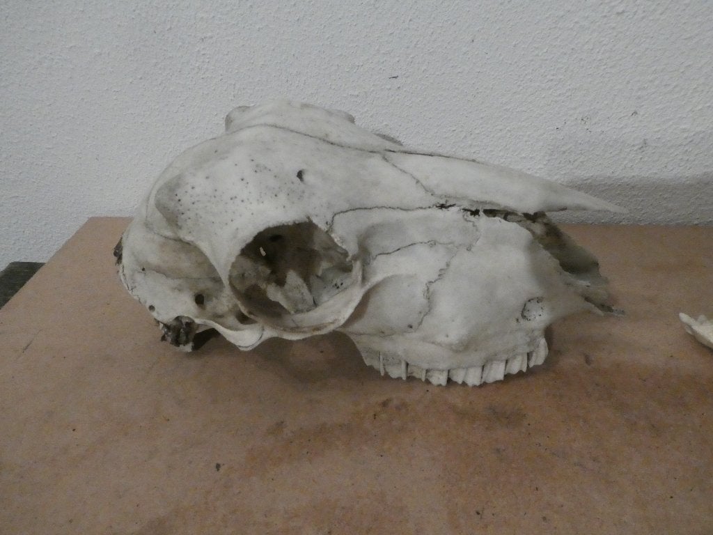 twee dieren schedels, Verzamelen, Dierenverzamelingen, Ophalen of Verzenden, Gebruikt, Boerderijdier, Schedel