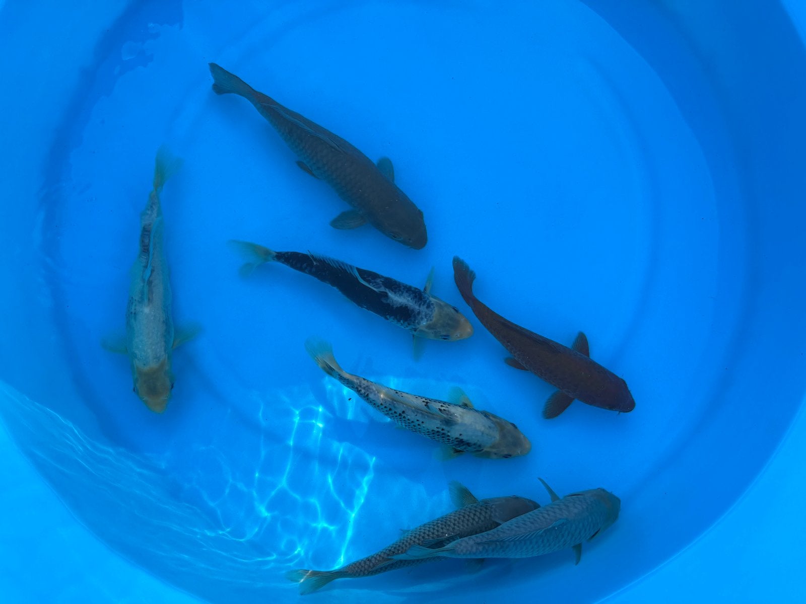 HQ Tosai Mix met Unieke Koi! 26-32 Centimeter!, Karper of Koi