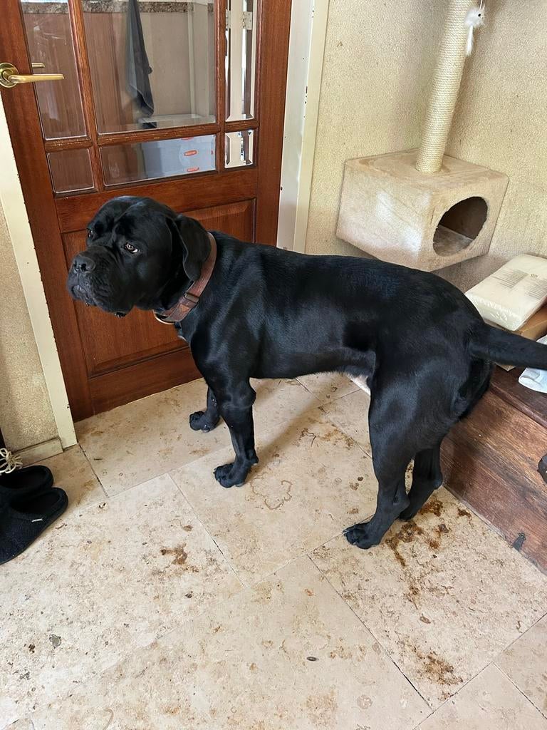 Dekreu Cane Corso, Reu, 1 tot 2 jaar, Eén hond, Nederland