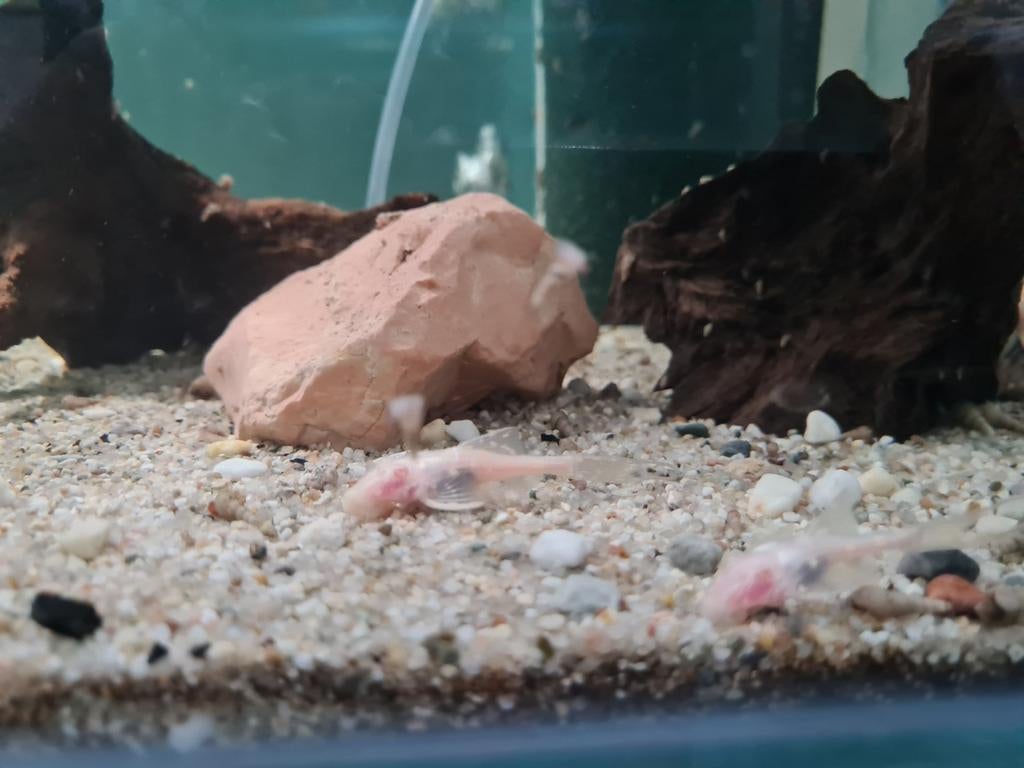 L155 Albino Acanthicus Adonis pleco, albino algeneter, Dieren en Toebehoren, Vissen | Aquariumvissen, Vis, Zoetwatervis