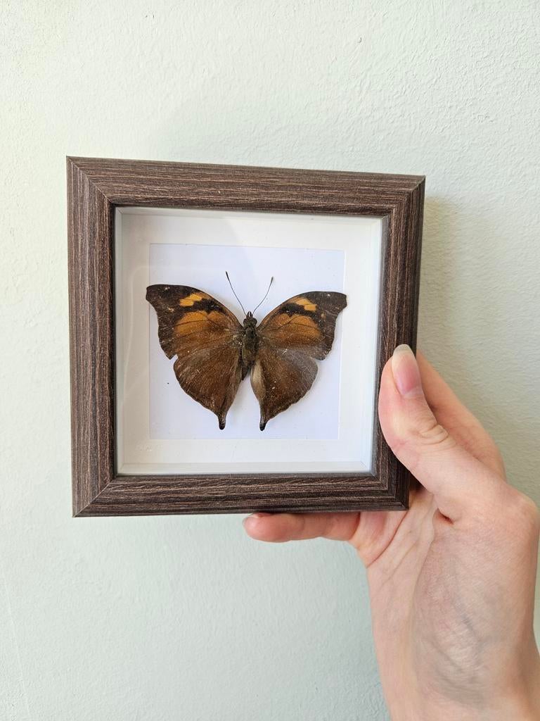Vlinder in lijst, Ophalen of Verzenden, Nieuw, Insect, Opgezet dier