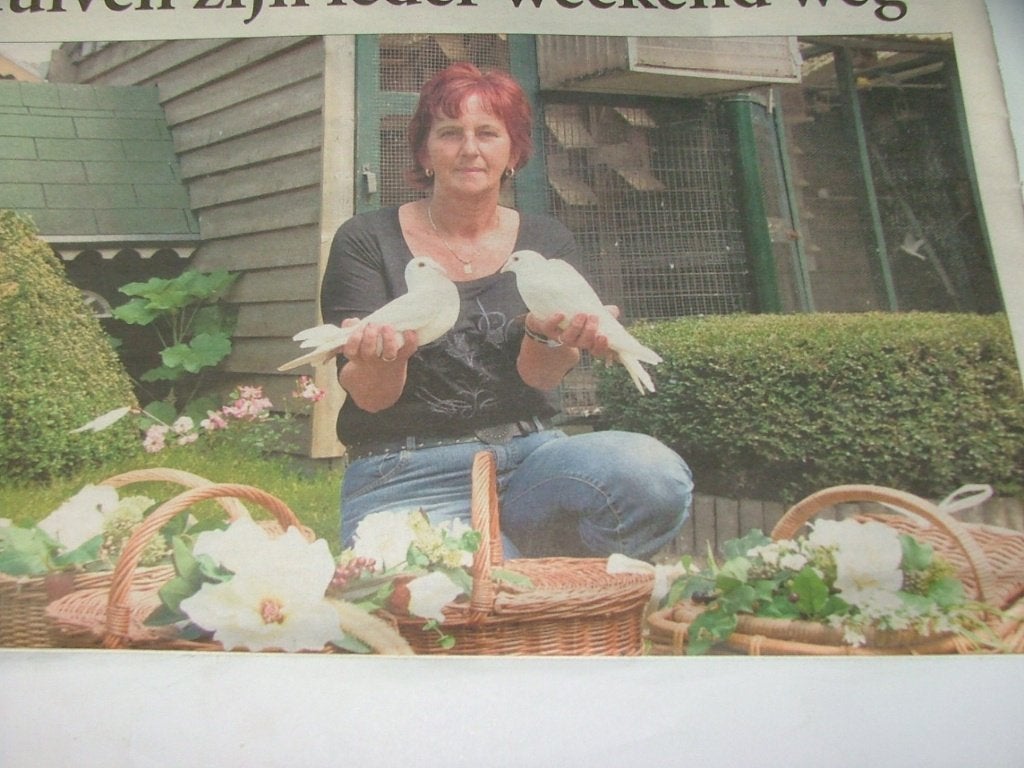 Witte postduiven TE HUUR 2 voor 15 euro, Meerdere dieren, Postduif