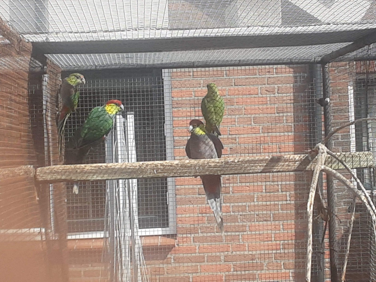 redcapparkiet 0-1, Dieren en Toebehoren