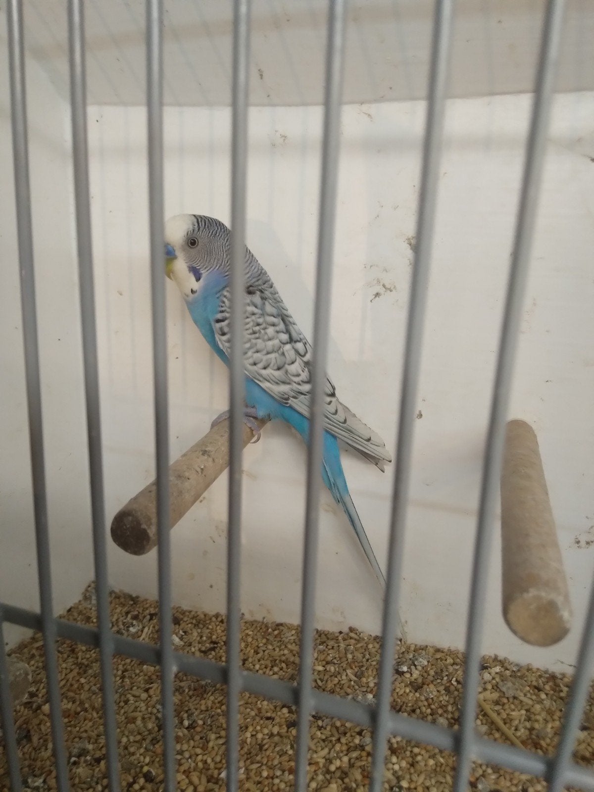 Melanistic split  blackface blackwing  broedrijp 25, Dieren en Toebehoren, Mannelijk, Parkiet, Geringd