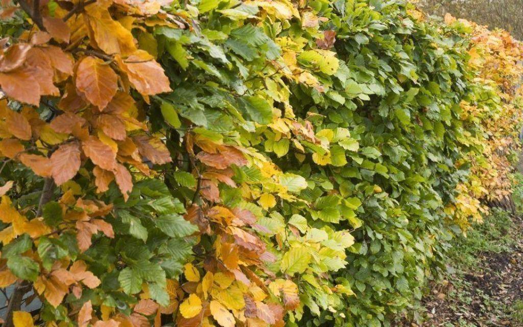 Fagus sylvatica - Groene beukenhaag - Bladhoudend - Beuk, Ophalen of Verzenden, Beukenhaag, Haag, 100 tot 250 cm