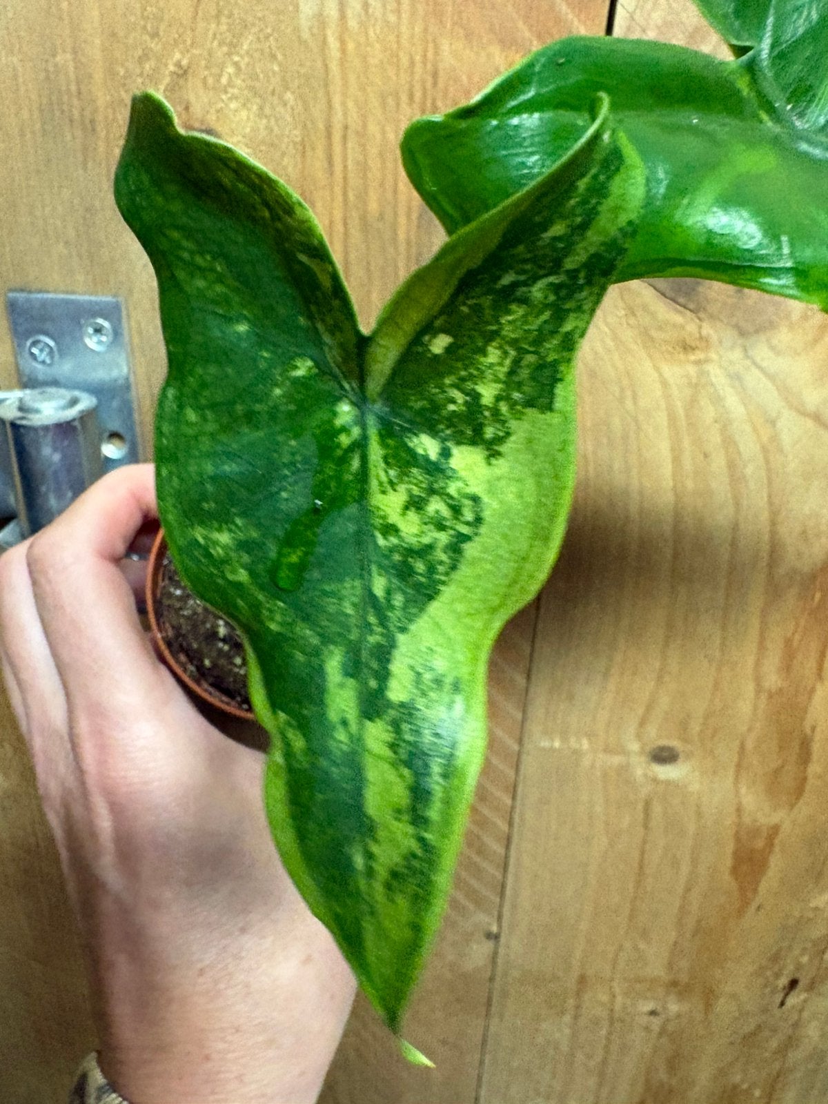 Alocasia tigrina superba variegata plant mint green jungle, Huis en Inrichting, Ophalen of Verzenden, Halfschaduw, Minder dan 100 cm