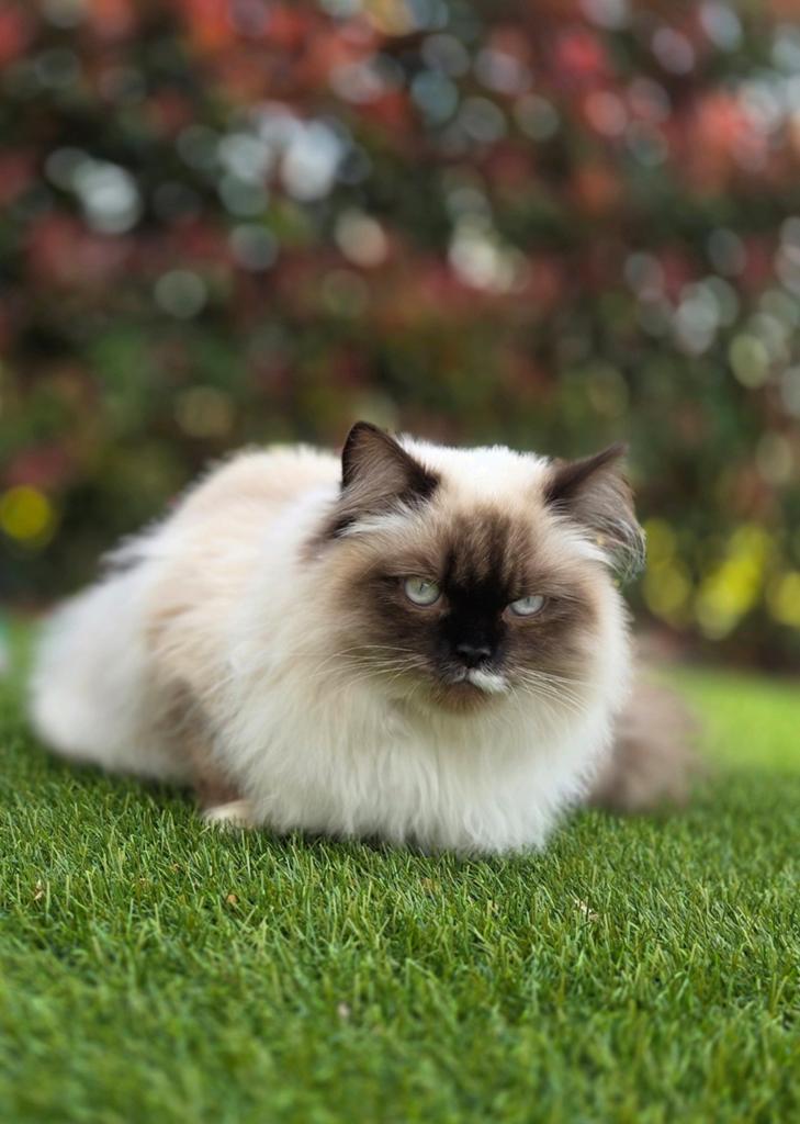 Ragdoll 18.9.2025, Dieren en Toebehoren, Katten en Kittens | Raskatten | Langhaar, Kater, Gechipt, 0 tot 2 jaar