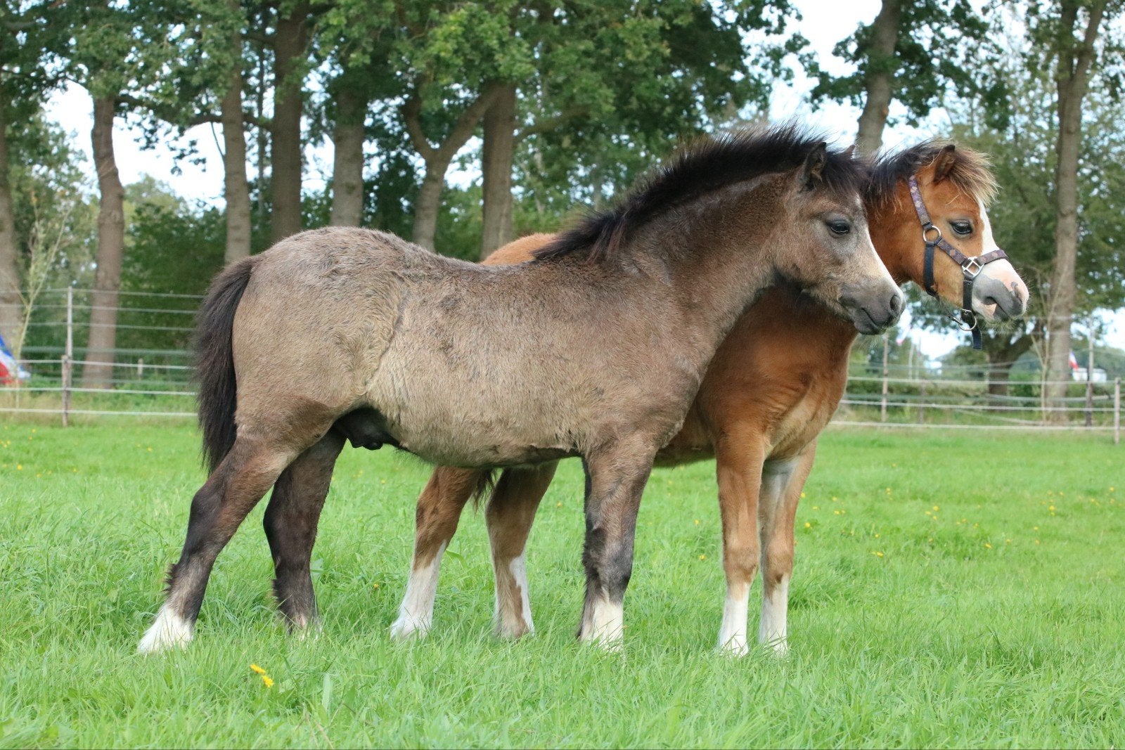 Welsh sectie A hengst veulen nwpcs pony, Hengst, Minder dan 160 cm, Met stamboom, 0 tot 2 jaar