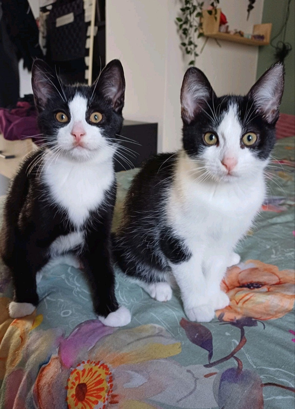 Kittens te koop, Meerdere dieren, Kortharig, 0 tot 2 jaar