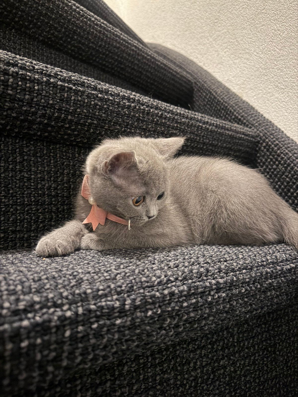 Britse korthaar kitten van 12 weken gechipt 2x gevaccineerd, Dieren en Toebehoren, Poes, Gechipt, 0 tot 2 jaar