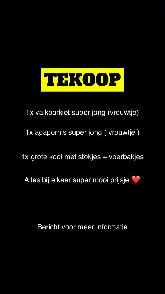 Parkiet, Mannelijk, Parkiet, Tam