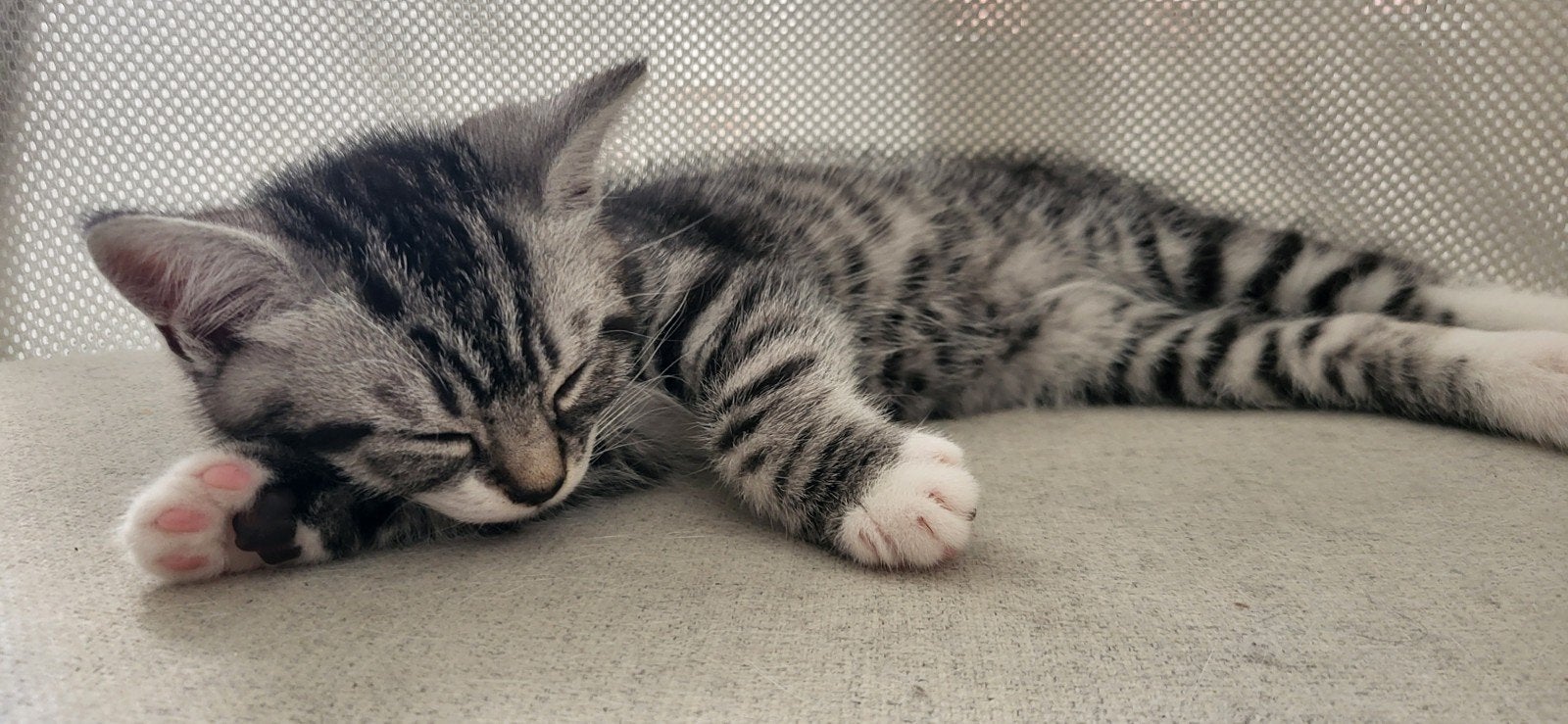 Prachtige lieve, stoere, Brits-Europese korthaar kitten (m), Meerdere dieren, Kortharig, 0 tot 2 jaar