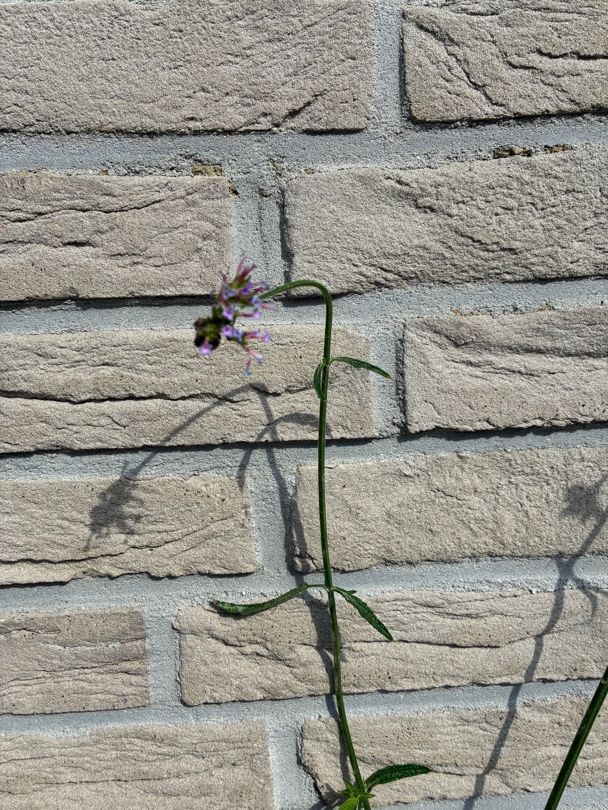 Ijzerhard stekjes - Verbena bonariensis, Volle zon, Vaste plant, Zomer, Ophalen