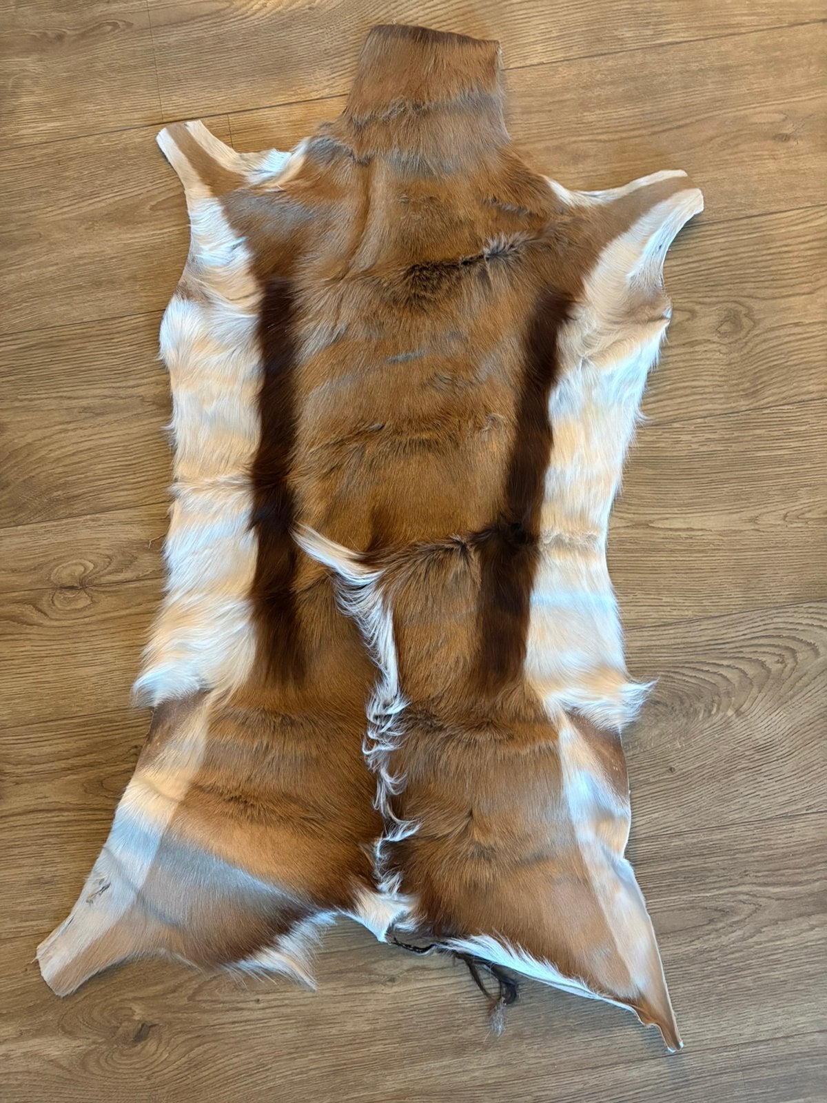 Springbok kleedje, Ophalen of Verzenden, Zo goed als nieuw, Beeldje of Figuurtje