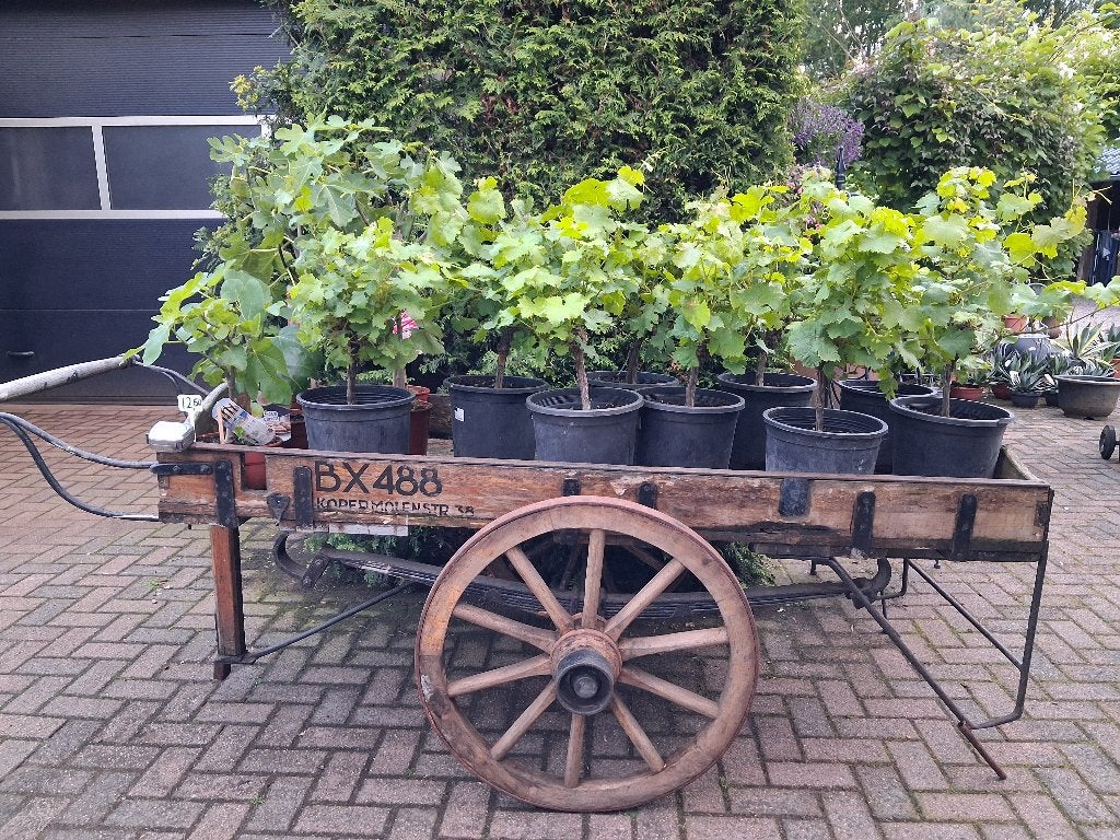 Mediterrane tuinplanten - Diverse soorten en maten, Volle zon, Vaste plant, Zomer, Ophalen