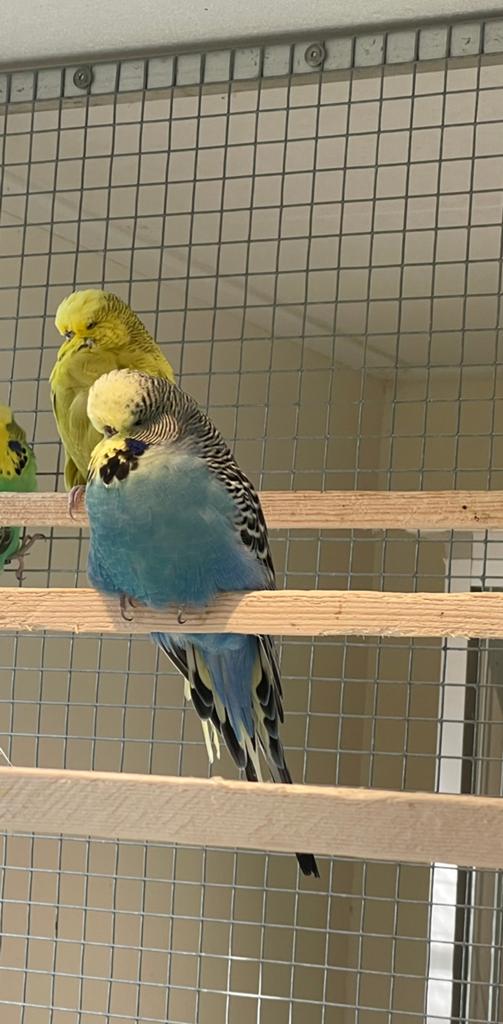 Engelse Grasparkieten poppen., Meerdere dieren, Parkiet