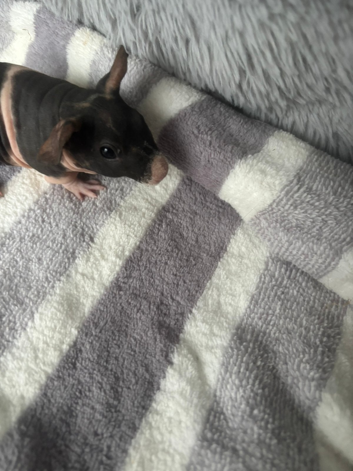 Skinny cavia zeugje. Is gereserveerd!, Dieren en Toebehoren, Augustus, Vrouwelijk, Cavia