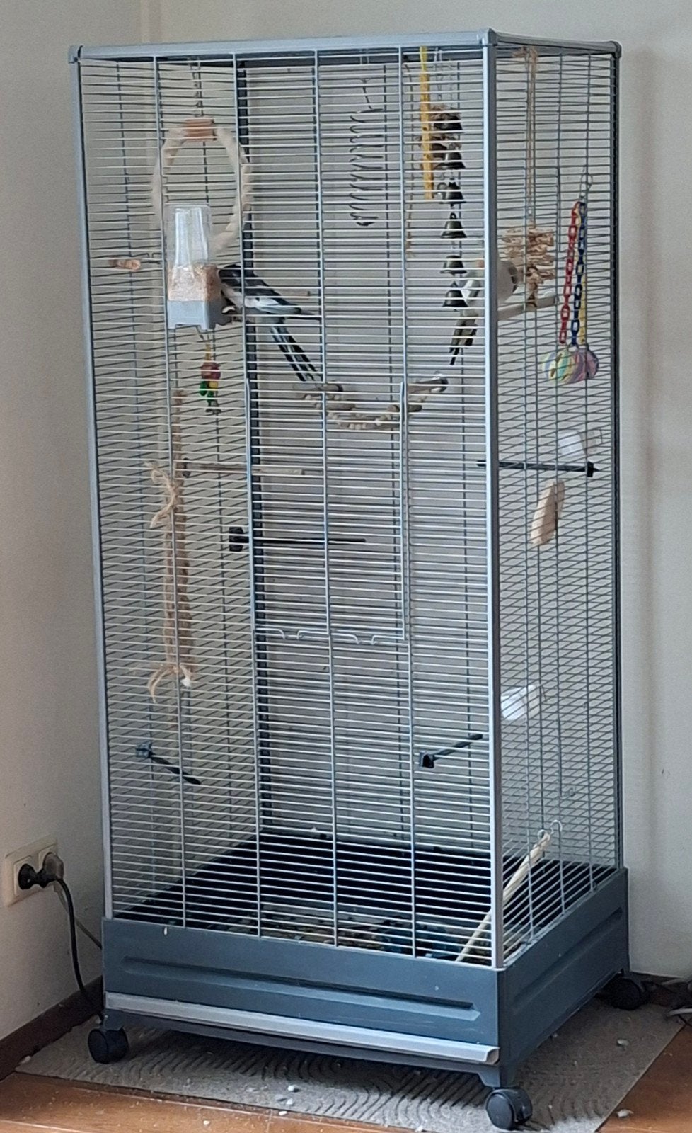 2 valkparkieten met kooi en toebehoren te koop, Dieren en Toebehoren, Meerdere dieren, Parkiet, Tam