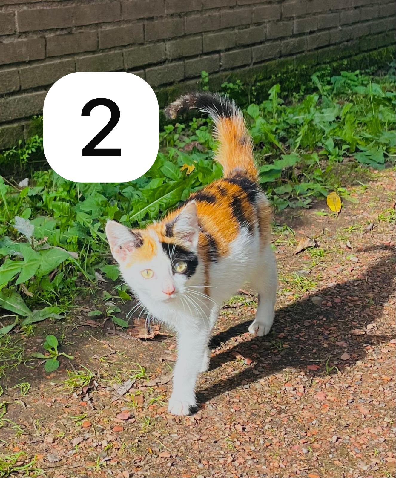 Schattige boerderij kittens, Dieren en Toebehoren, Meerdere dieren, Kortharig, 0 tot 2 jaar