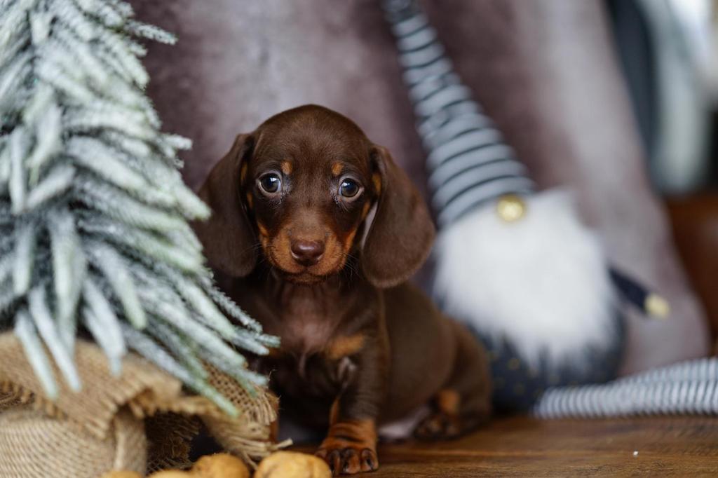 Kortharige konijnteckel pups zoeken een gouden mandje!, Parvo, Overige rassen, 8 tot 15 weken, Meerdere