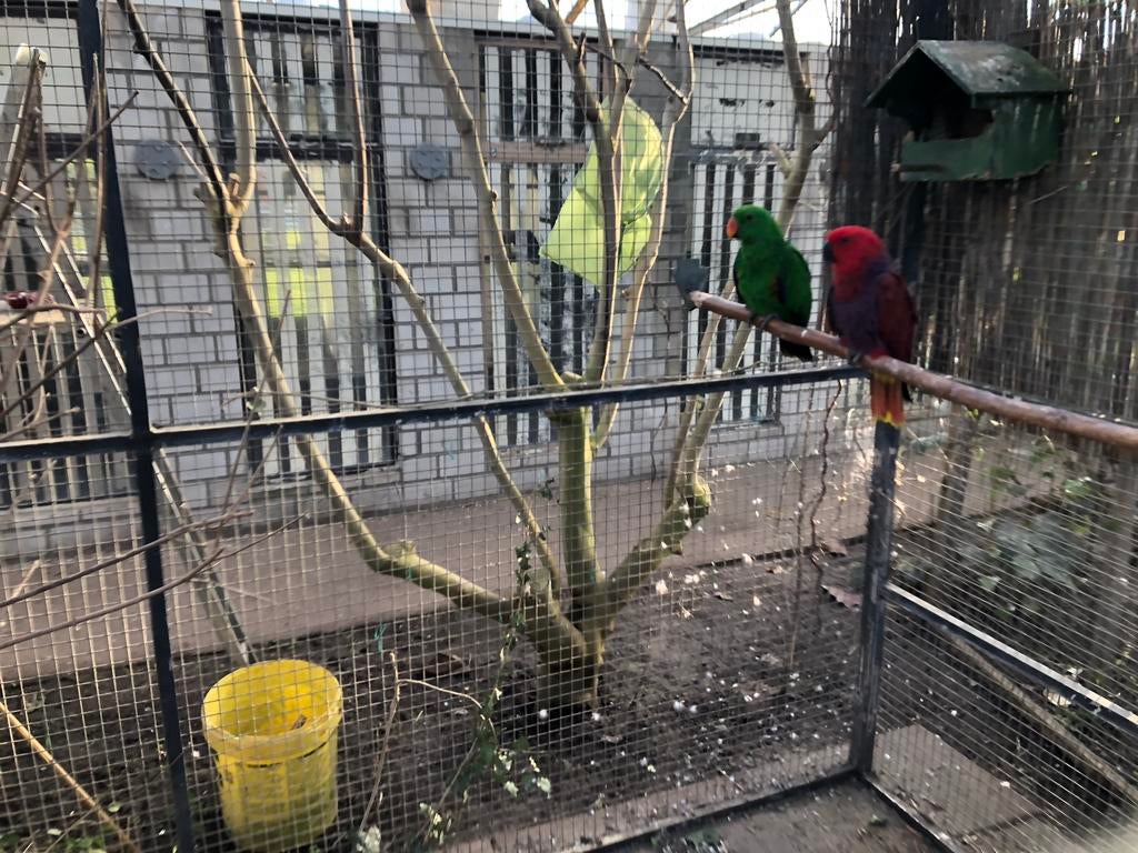 Te koop Halamahera Edelpapegaai koppel, Dieren en Toebehoren, Vogels | Parkieten en Papegaaien, Papegaai, Meerdere dieren