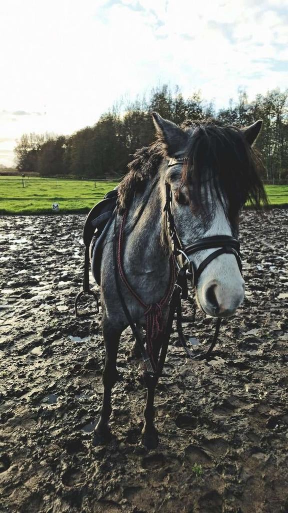 verzorgpony aarle rixtel, Dieren en Toebehoren, Ophalen, Nieuw