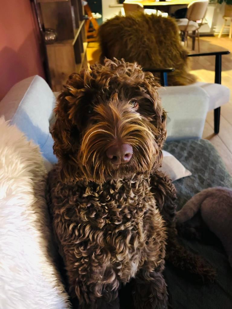 Medium bruine labradoodle dekreu (volledig getest), Dieren en Toebehoren, Honden | Dekreuen, Parvo, Reu, 1 tot 2 jaar, Eén hond