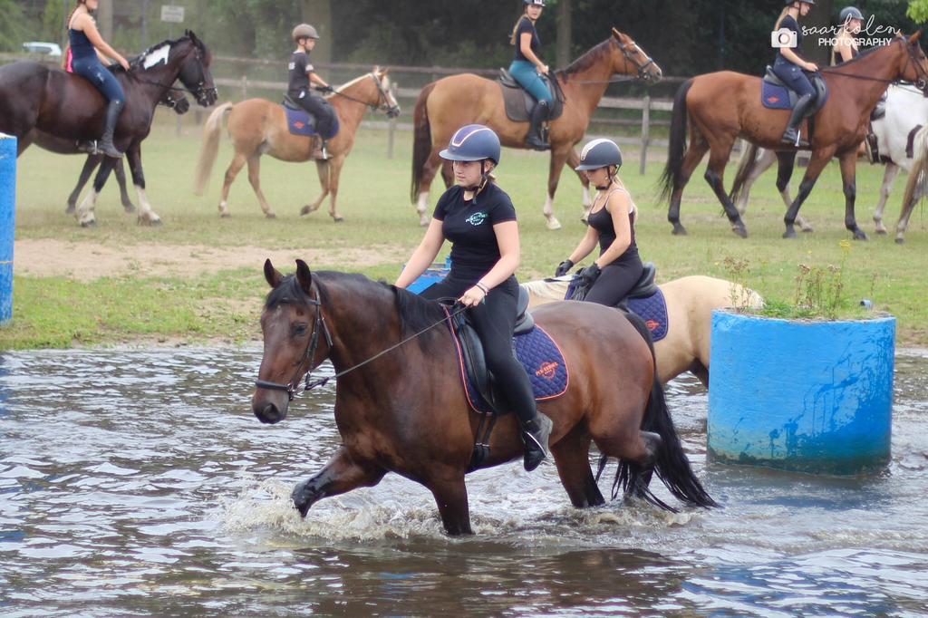 Bijrijd paard gezocht, Ophalen of Verzenden