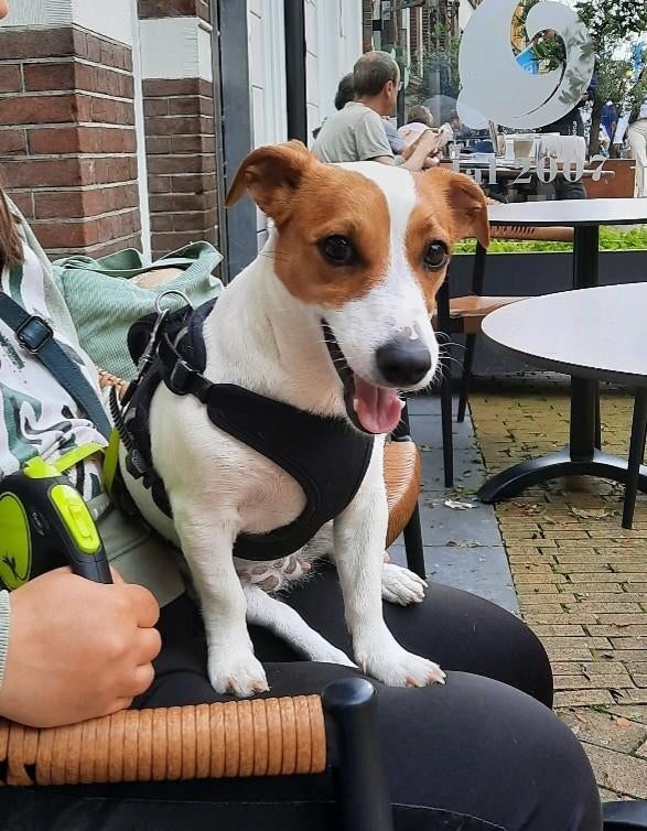 Jack Russells, Dieren en Toebehoren, Honden | Jack Russells en Terriërs, Jack Russell Terriër, Teef, Parvo, Eén hond