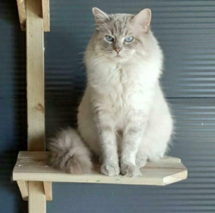 Ragdoll blue lynx dekkater met stamboom, Dieren en Toebehoren, 3 tot 5 jaar